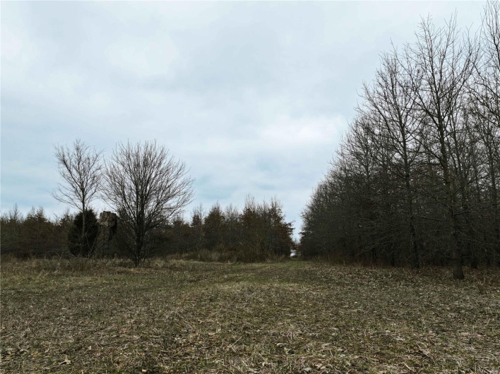 View of local wilderness