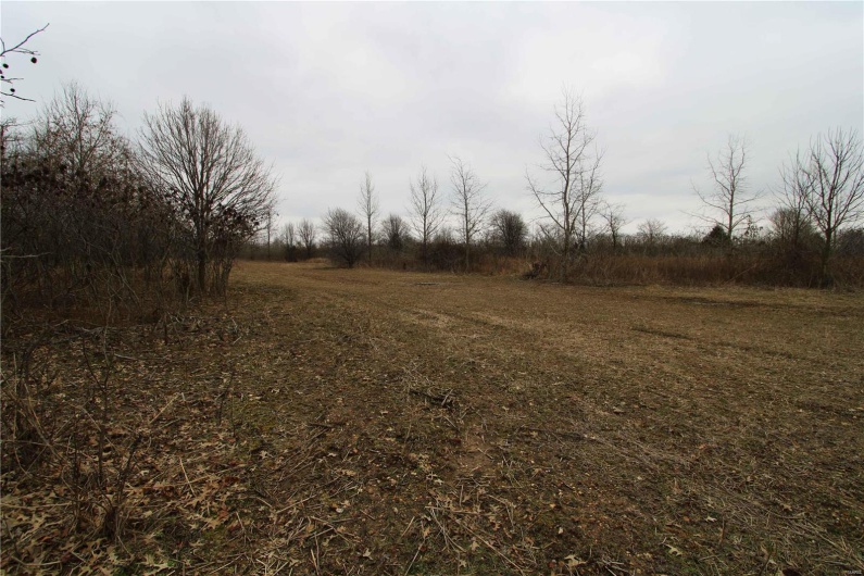 View of local wilderness