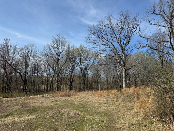 View of local wilderness