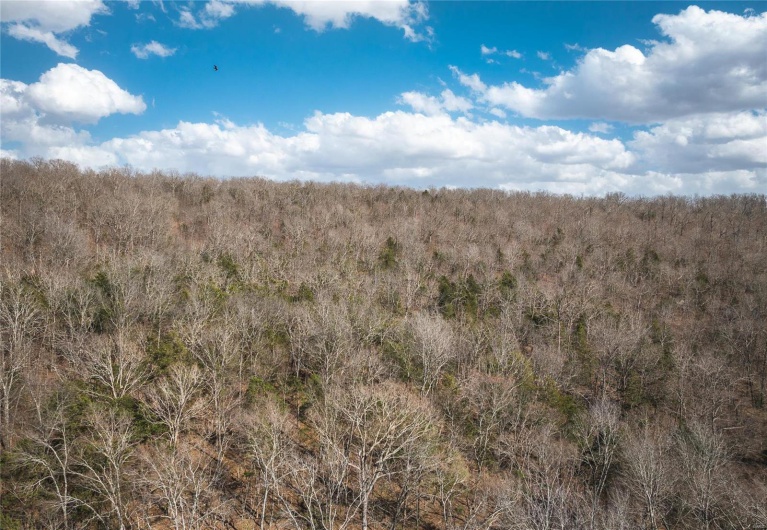 View of local wilderness with a forest view