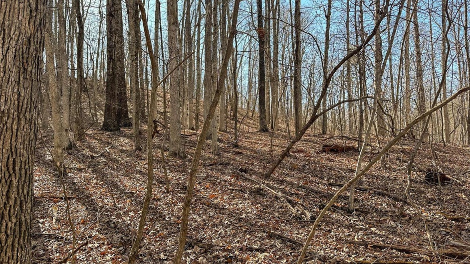 0 Mo-O, Belleview, Missouri 63623, ,Farm,For Sale,Mo-O,MAR25017262