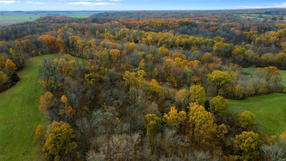 0 County Road 259, Advance, Missouri 63730, ,Farm,For Sale,County Road 259,MAR25017758