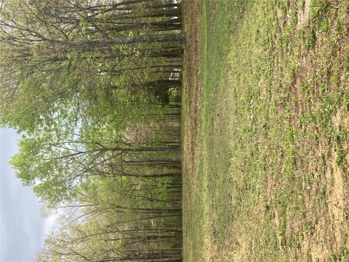 View of yard with a wooded view