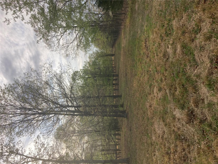 View of yard featuring a wooded view