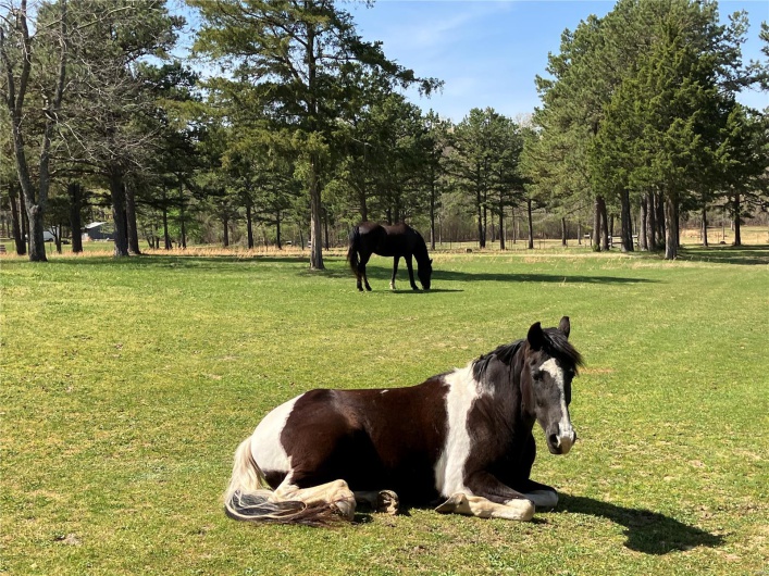 Pasture for grazing 