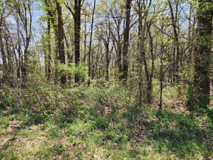 0 County Road 268, Neelyville, Missouri 63954, ,Land,For Sale,County Road 268,MAR25019952