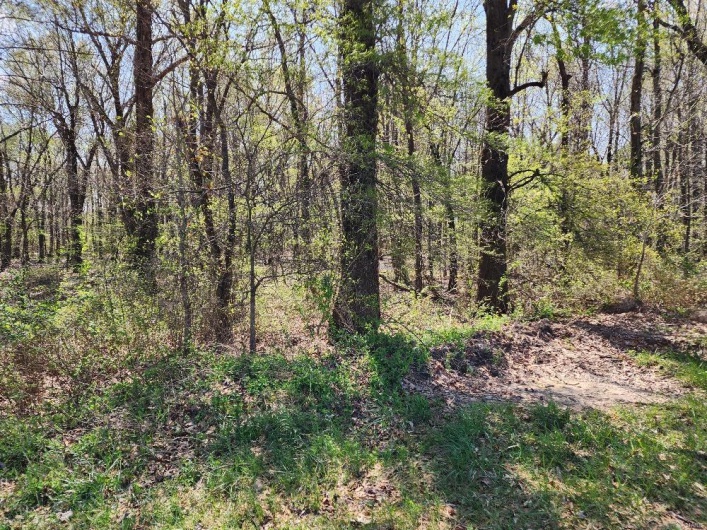 0 County Road 268, Neelyville, Missouri 63954, ,Land,For Sale,County Road 268,MAR25019952