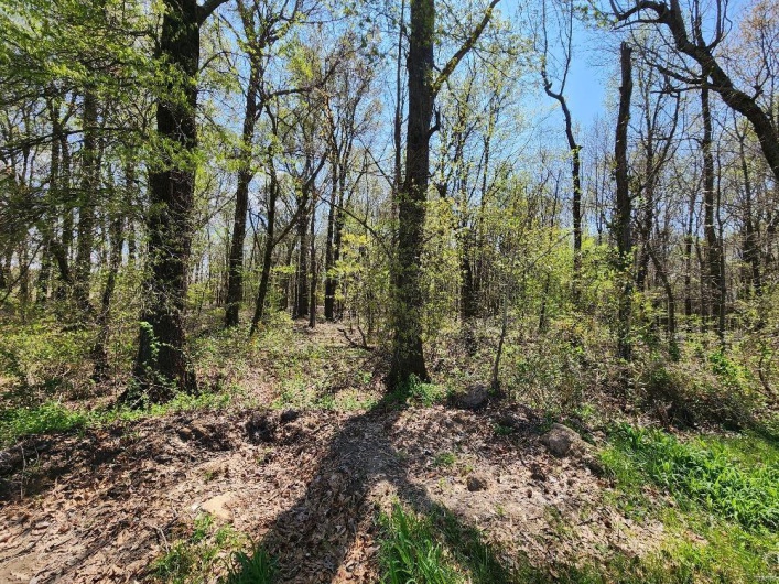 0 County Road 268, Neelyville, Missouri 63954, ,Land,For Sale,County Road 268,MAR25019952