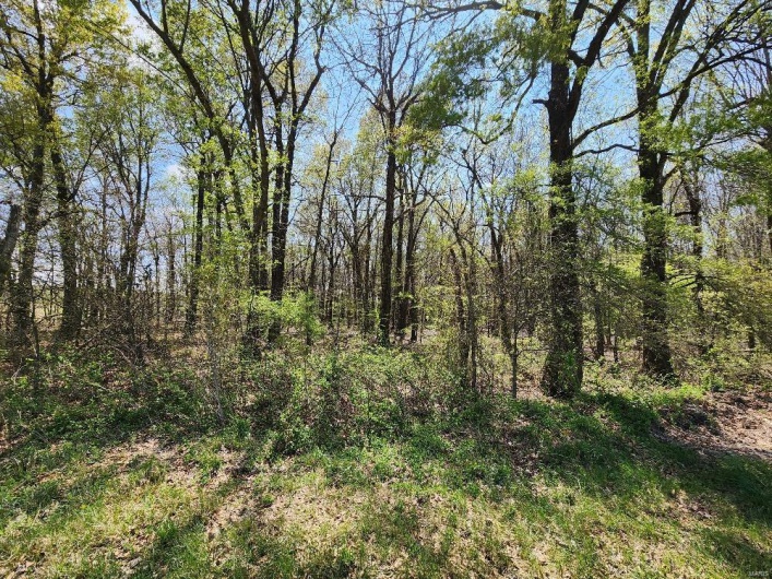 0 County Road 268, Neelyville, Missouri 63954, ,Land,For Sale,County Road 268,MAR25019952