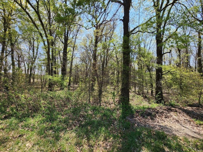 0 County Road 268, Neelyville, Missouri 63954, ,Land,For Sale,County Road 268,MAR25019952