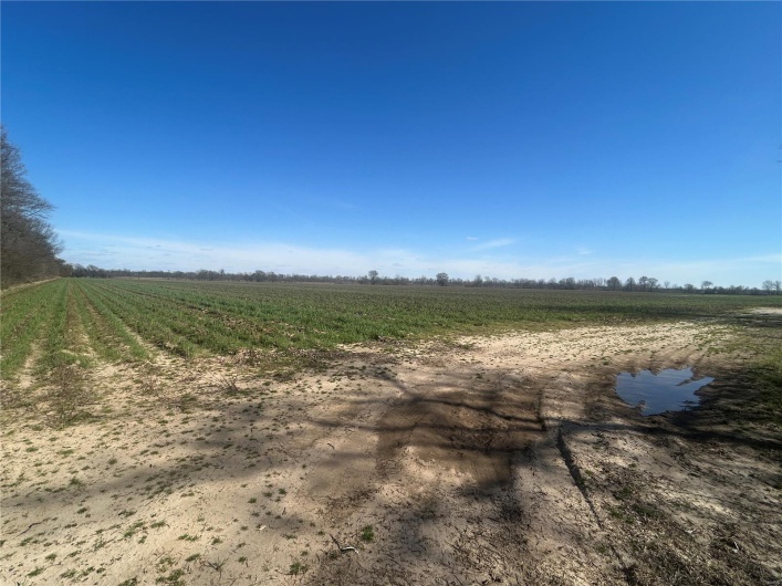 0 Hwy Y Rear L, Hornersville, Missouri 63855, ,Farm,For Sale,Hwy Y Rear L,MAR25020684