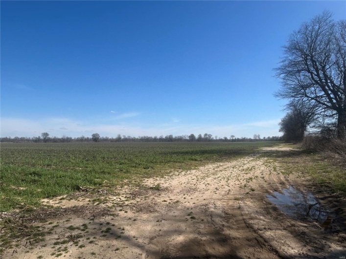 0 Hwy Y Rear L, Hornersville, Missouri 63855, ,Farm,For Sale,Hwy Y Rear L,MAR25020684
