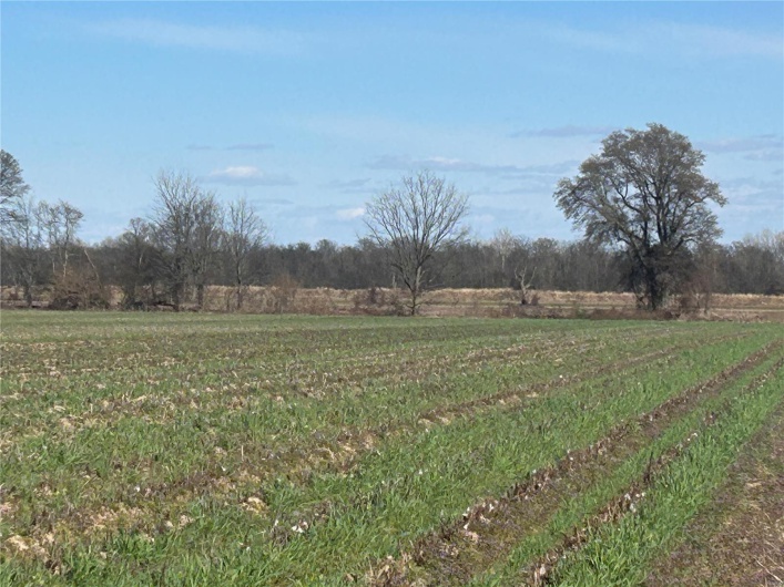 0 Hwy Y Rear L, Hornersville, Missouri 63855, ,Farm,For Sale,Hwy Y Rear L,MAR25020684