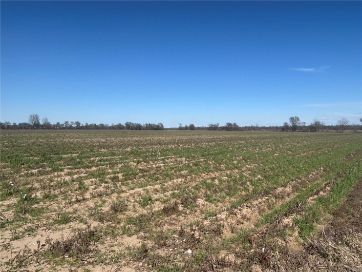 0 Hwy Y Rear L, Hornersville, Missouri 63855, ,Farm,For Sale,Hwy Y Rear L,MAR25020684