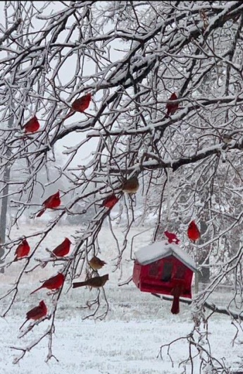 Beautiful cardinal birds feeding in the winter. 