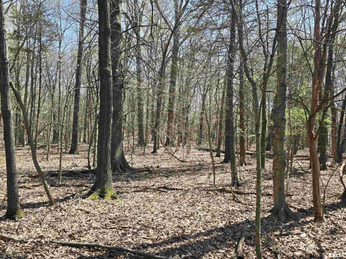 TBD JACKSON Street, Carterville, Illinois 62918, 0 , 0 ,0,Land,For Sale,JACKSON,0,RMAQC4262177