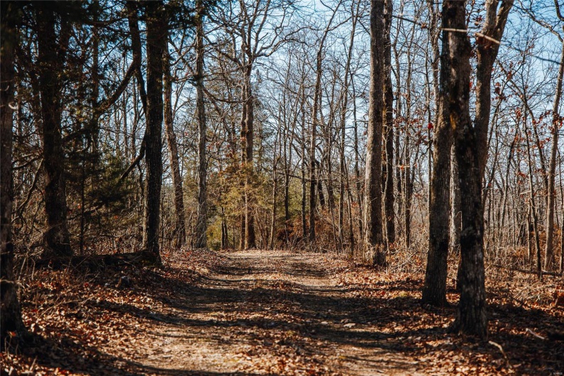 View of local wilderness with a wooded view