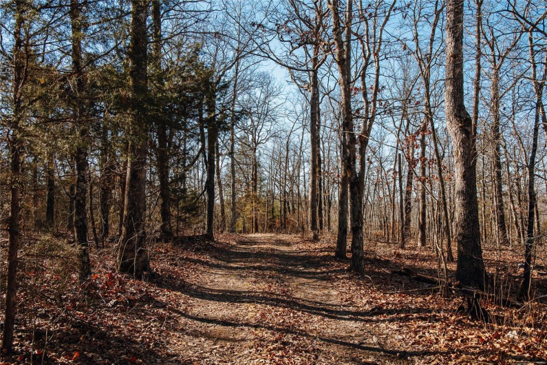 View of local wilderness