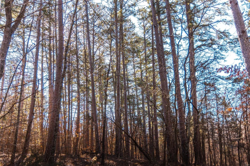 View of local wilderness