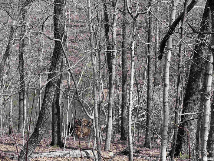 00 DEER RIDGE Road, Goreville, Illinois 62939, 0 , 0 ,0,Land,For Sale,DEER RIDGE,0,RMAEB457552