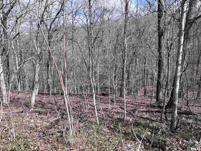 00 DEER RIDGE Road, Goreville, Illinois 62939, 0 , 0 ,0,Land,For Sale,DEER RIDGE,0,RMAEB457552