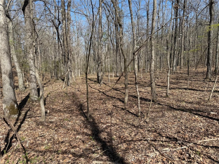 1 Off FSR 2531, Belleview, Missouri 63623, ,Farm,For Sale,Off FSR 2531,MAR25023262