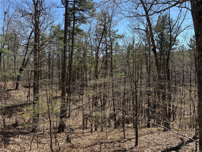 1 Off FSR 2531, Belleview, Missouri 63623, ,Farm,For Sale,Off FSR 2531,MAR25023262