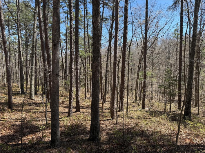 1 Off FSR 2531, Belleview, Missouri 63623, ,Farm,For Sale,Off FSR 2531,MAR25023262