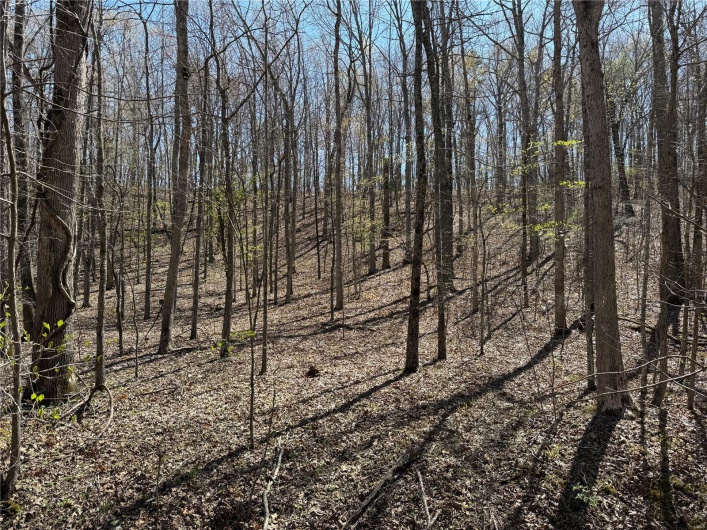 1 Off FSR 2531, Belleview, Missouri 63623, ,Farm,For Sale,Off FSR 2531,MAR25023262