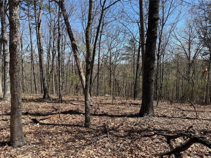 1 Off FSR 2531, Belleview, Missouri 63623, ,Farm,For Sale,Off FSR 2531,MAR25023262