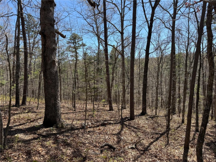 1 Off FSR 2531, Belleview, Missouri 63623, ,Farm,For Sale,Off FSR 2531,MAR25023262
