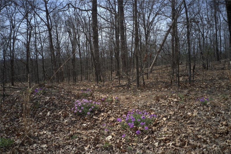 0 Timber Wolf Rd, Annapolis, Missouri 63620, ,Farm,For Sale,Timber Wolf Rd,MAR25024507