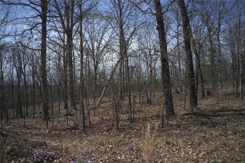 0 Timber Wolf Rd, Annapolis, Missouri 63620, ,Farm,For Sale,Timber Wolf Rd,MAR25024507