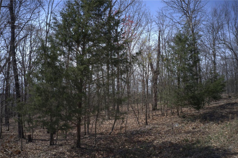 0 Timber Wolf Rd, Annapolis, Missouri 63620, ,Farm,For Sale,Timber Wolf Rd,MAR25024507