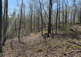 0 Bcr 300, Marble Hill, Missouri 63764, ,Farm,For Sale,Bcr 300,MAR25024829
