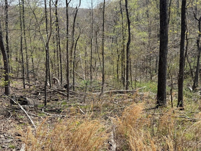 0 Bcr 300, Marble Hill, Missouri 63764, ,Farm,For Sale,Bcr 300,MAR25024829