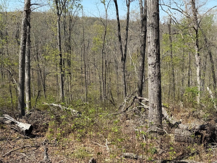 0 Bcr 300, Marble Hill, Missouri 63764, ,Farm,For Sale,Bcr 300,MAR25024829