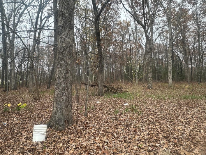View of local wilderness