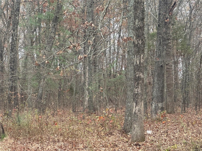 View of local wilderness