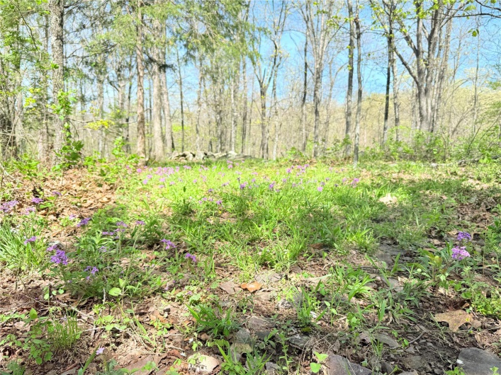 View of nature