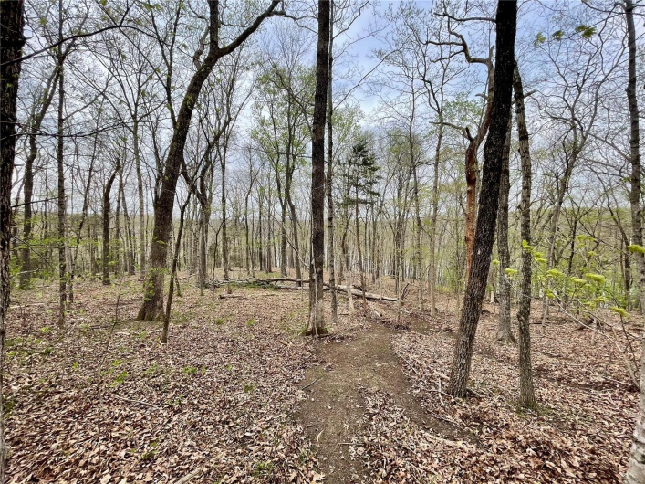 View of local wilderness with a view of trees
