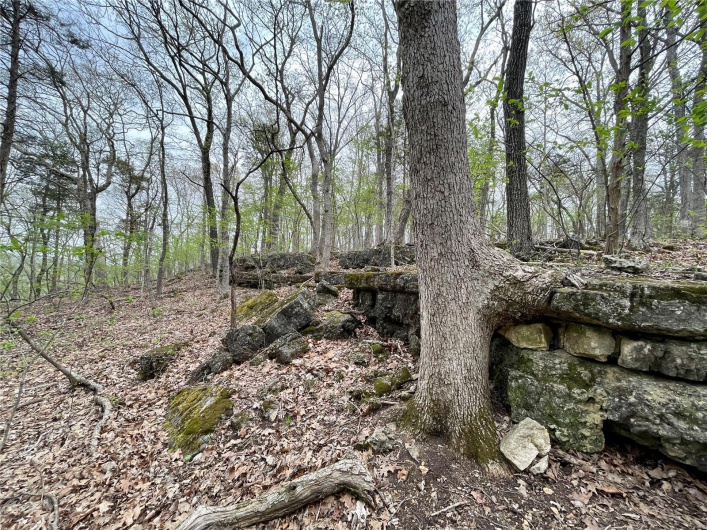 View of local wilderness