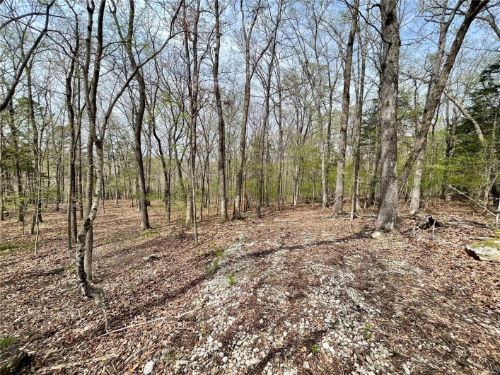 View of local wilderness featuring a view of trees