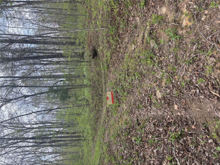 View of yard with a forest view