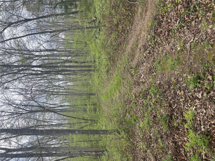 View of local wilderness with a wooded view