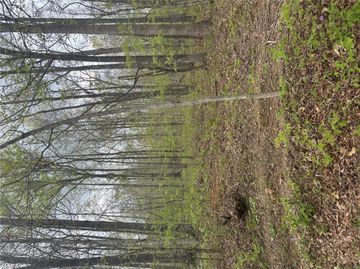 View of local wilderness with a forest view