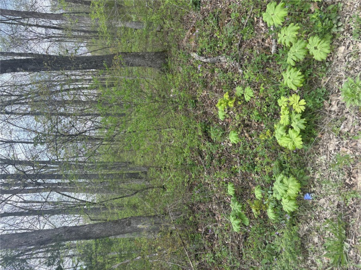 View of local wilderness