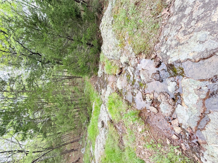 View of yard featuring a forest view