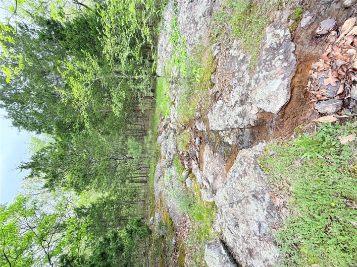 View of yard with a wooded view