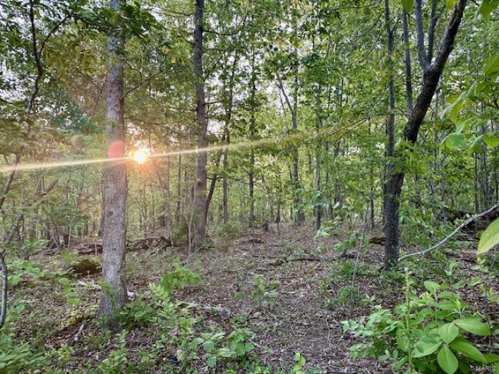 View of local wilderness with a wooded view